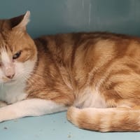 STOFFEL, chat à adopter