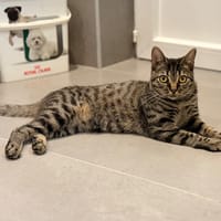 TARRA, chatte à adopter