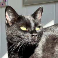 Constance, chatte à adopter