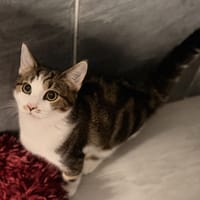 CHATSANPE, chat à adopter