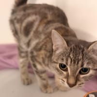FELINTA, chatte à adopter