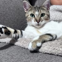 HAKAMA, chatte à adopter