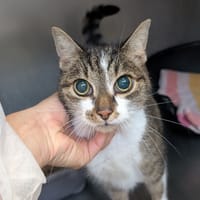 CHIPIE, chatte à adopter