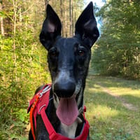 TIMO, chien à adopter