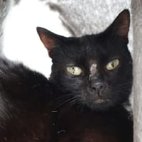 BOLIVIE, chatte à adopter
