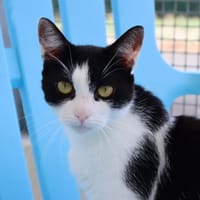 BLOOM, chatte à adopter