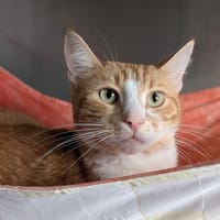 Yuko, chat à adopter