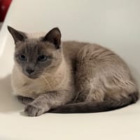 NAIA, chatte à adopter