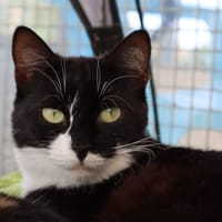 LAZARUS, chatte à adopter