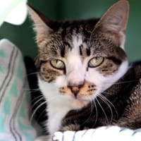 COCOA, chatte à adopter