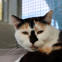 ERYKA, chatte à adopter