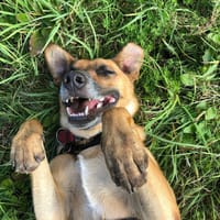 JUJU, chien à adopter
