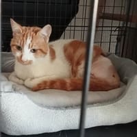 VAILLANT, chat à adopter