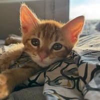 BROO, chat à adopter