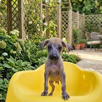 COOKIE la tite bouille à croquer, chien à adopter