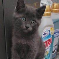 WATA ET AKARI À ADOPTER EN DUO, chatte à adopter