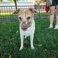 PANCETA, chien à adopter