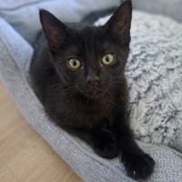 Myrtille, chatte à adopter
