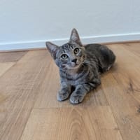 MALLOW, chat à adopter