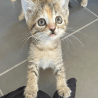 Dinah, chatte à adopter