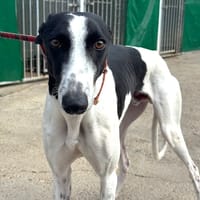 KUH Galgo, chien à adopter