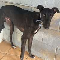 TOGO Galgo, chien à adopter