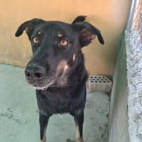 ROGER (Laura), chien à adopter