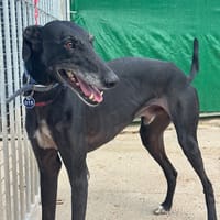 CARBON Galgo, chien à adopter