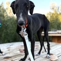 SOL (Martina), chienne à adopter