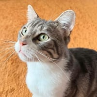 Mimichat, chat à adopter