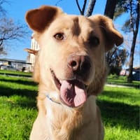 NEWTON (Laura), chien à adopter