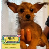 PIMPI, cane femmina da adottare