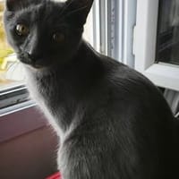 MEWTOO, chat à adopter