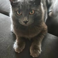 BLITZ, chatte à adopter