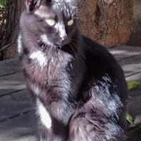 CALINE, chatte à adopter