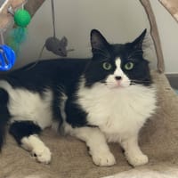 DOUGLAS, chat à adopter