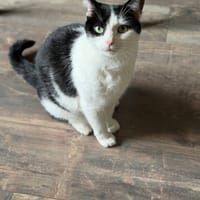 MYSTIE, chatte à adopter