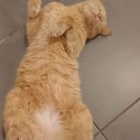 CARAMEL, chat à adopter