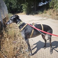 MIZU, chien à adopter