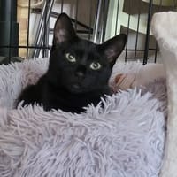AROBASE, chat à adopter