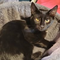 LEXA, chatte à adopter