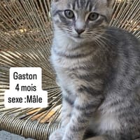 GASTON, chat à adopter