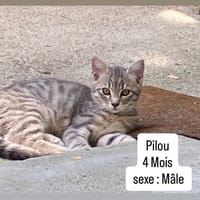 PILOU, chat à adopter