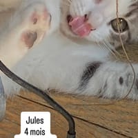 JULES, chat à adopter