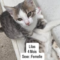 LILAS, chatte à adopter