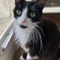Jules, chat à adopter