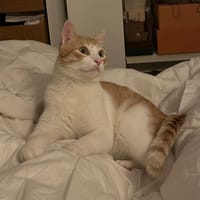 Miki, chat à adopter