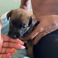 NOOKIE CHIOT FEMELLE, chienne à adopter