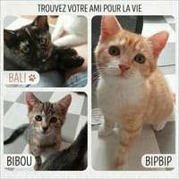 BALI, BIBOU et BIPBIP cherchent une famille pour la vie, chatte à adopter