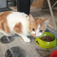 VAILLANT, chat à adopter
